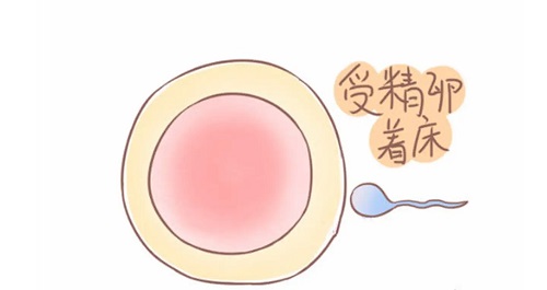 2022美国试管婴儿的费用及流程解析