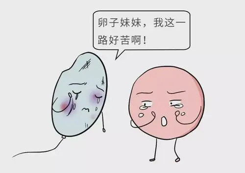 试管婴儿全过程