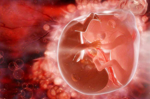 泰国试管胚胎移植成功率究竟有多少？