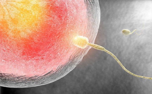 卵巢功能影响美国试管婴儿成功率吗？