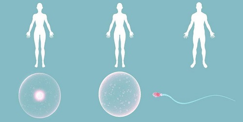 试管婴儿知识之胚胎移植后需要注意哪些方面？