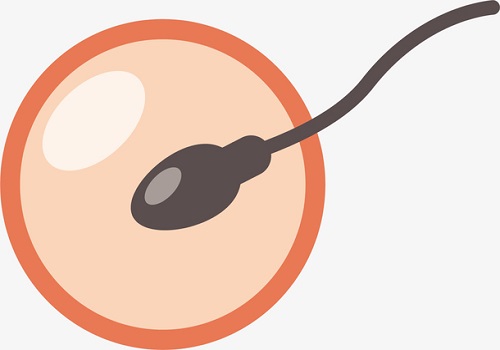 试管婴儿助孕期间能喝蛋白粉吗？
